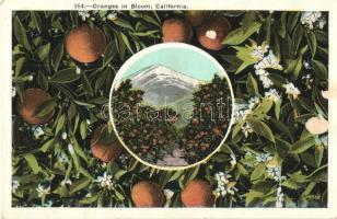 4 db régi megíratlan amerikai képeslap / 4 pre-1945 postcards from the United States of America (California)