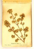 cca 1900 A Szentföld virágai fa-borítású füzet a 14 képpel és szárított virágokkal. / Flowers and vi...