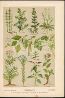 Gyógyfüvek 1-2., 2 db litho illusztráció az "A nő mint orvos" kötetből, 24×17 cm