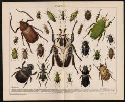 Bogarak, lepkék., 2 db litho illusztráció a Brockhaus' Koversationslexikonból, 25×31 cm