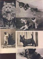 5 kutyás és 1 macskás képeslap közte 2db régi