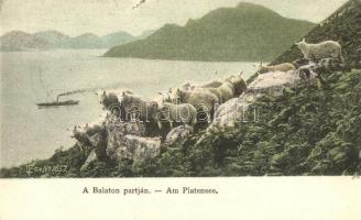 Balaton, bárányok a parti hegyeken / Am Platensee