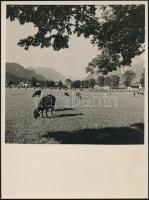 cca 1938 Thöresz Dezső (1902-1963) békéscsabai fotóművész hagyatékából 4 db jelzés nélküli vintage fotó, 24x18 cm