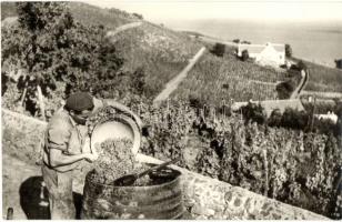 Badacsony - 8 db MODERN képeslap, vasútállomás, borkóstoló, aszú válogatás, SZOT, Tátika és Hableány...