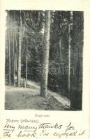 Magura (Villa-telep), Magura Ilvei; Margit erdő / forest