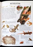 Képes gyermekenciklopédia. Szerk.: Ann Kramer. Fordította: Ajkai Adrienne, Görgényi Emília. Bp., 200...