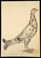 1998 Olof Rudbeck D.J.: Portfolio. Stockholm, René Coeckelberghs, 15 p.+35 t. Kiadói kartonmappában,...