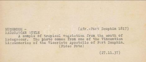 cca 1937 Afrika, 4 db vintage sajtófotó, három angol nyelven feliratozva, 18x13 cm / cca 1937 Africa...