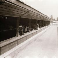 Sinka Antal (?-?) hagyatékából (aki a velencei AGROKOMPLEX fotósa volt az 1960-as, 1970-es években) ...