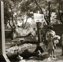 Sinka Antal (?-?) hagyatékából (aki a velencei AGROKOMPLEX fotósa volt az 1960-as, 1970-es években) ...