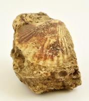 Kagylómaradvány kőzetben, 10x8x7 cm