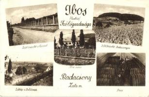 Badacsony, Ibos Szőlőgazdaság reklámja; szőlészetek és pince belső, Ibos kúria (EK)