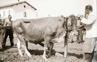 Teheneket, tehenészetet ábrázoló fotónegatívok, 8 db, 6x9 és 4,5x6 cm