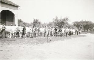 Teheneket, tehenészetet ábrázoló fotónegatívok, 8 db, 6x9 és 4,5x6 cm