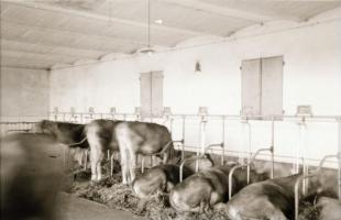 Teheneket, tehenészetet ábrázoló fotónegatívok, 8 db, 6x9 és 4,5x6 cm