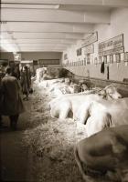 Teheneket, tehenészetet ábrázoló fotónegatívok, 8 db, 6x9 és 4,5x6 cm