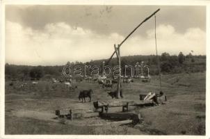 Tornalja, Tornala; Delelő gémeskúttal / grazing cattle, Shadoof &quot;1938 Rimaszombat visszatért&quot; So. Stpl