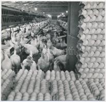 cca 1975 Öt tojásos fénykép tétel, 5 db vintage fotó, 9x14 cm és 18x24 cm között