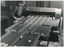 cca 1975 Öt tojásos fénykép tétel, 5 db vintage fotó, 9x14 cm és 18x24 cm között