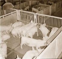 cca 1965 Sinka Antal (?-?) hagyatékából (aki a velencei AGROKOMPLEX fotósa volt az 1960-as, 1970-es ...