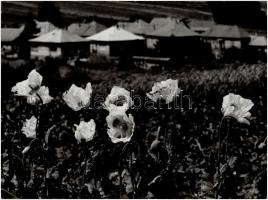 cca 1979 Gebhardt György (1910-1993) budapesti fotóművész hagyatékából 2 db feliratozott, vintage al...