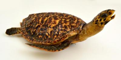 Tengeri teknős, preparátum, 40×30×17 cm