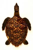 Tengeri teknős, preparátum, 40×30×17 cm