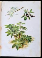 A család tanácsadója. Szerk.: Z. Tábori Piroska. Bp.,é.n., Dante Könyvkiadó. Kiadói aranyozott félbő...