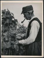 cca 1952 Béres a szőlőben, vintage szociofotó jelzés nélkül, Kotnyek Antal (1921-1990) fotóriporter hagyatékából, 24x18 cm