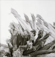 1979 Pákozd, 13 db vintage negatív, ebből néhány szolidan erotikus felvétel, negatív tasakon felirat...