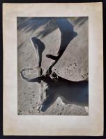 cca 1940 Haár Ferenc / Ferenc Haar (1908-1997): Őz. Jelzett vintage alkotás./ marked vintage photo 1...