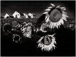 cca 1975 Gebhardt György (1910-1993) budapesti fotóművész hagyatékából 2 db vintage fénykép, felirat...