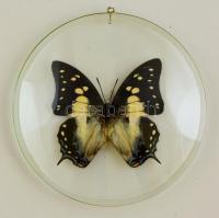 Madagaszkári Stresemanni lepke üveg korong alatt, d:15 cm
