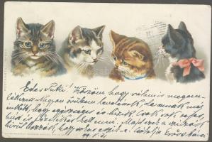 1899 Cats