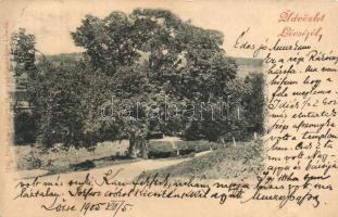Lőcse, Levoca; Nagy hársfa. Patz Emil kiadása / lime tree (EK)