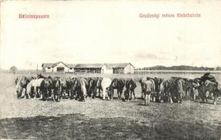 Bábolna-puszta (Bábolna), Gazdasági ménes Kisbábolnán (EK)