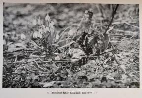 Zsindely Ferenc: Isten szabad ege alatt. Elbeszélések vadról, vadászatról, vadászemberekről. Bp., é....