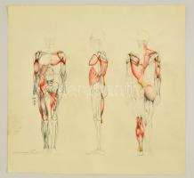 Barcsay jelzéssel: Anatómiai tanulmányok. Színes ceruza, papír, 48×50 cm