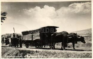 Székelyudvarhely, Odorheiu Secuiesc; Borvíz szállítása, ökrös szekér, folklór / mineral water transporting with ox cart, folklore