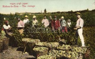 Societe Cooperative Vigneronne. The great Cellers of Rishon Le Zion. Vinegrowers at work. Hebrew text, Judaica / The vintage. Jewish Rishon LeZion Wines advertising card, harvest. Edition Moshe Ordmann Nr. 44.