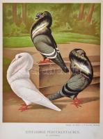 Prütz, Gustav; Illustrirtes Mustertauben-Buch  Enthaltend das Gesammte der Taubenzucht.
Hamburg, 18...