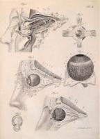Richter, Th.:  Pfennig Encyklopädie der Anatomie oder bildliche Darstellung der gesammten menschlich...
