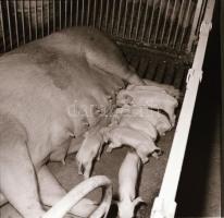 cca 1968 Sinka Antal (?-?) fotóriporter hagyatékából 21 db vintage negatív különféle témákról, 6x6 c...