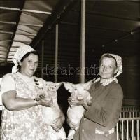 cca 1968 Sinka Antal (?-?) fotóriporter hagyatékából 21 db vintage negatív különféle témákról, 6x6 c...