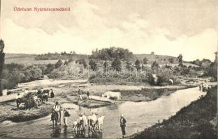 Nyárádszereda, Miercurea Nirajului; Állatok itatása a Nyárád folyó mentén. Csergőffy Gyula kiadása / drinking animals along the Niraj river