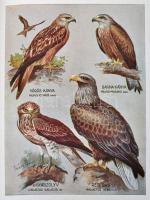 Kiss Géza: A hivatásos vadász. 1-2. köt. Bp., 1942, Pátria. Újrakötött műbőr kötésben, jó állapotban