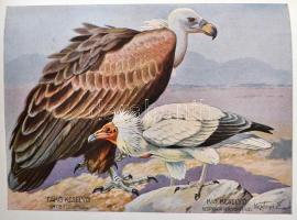 Kiss Géza: A hivatásos vadász. 1-2. köt. Bp., 1942, Pátria. Újrakötött műbőr kötésben, jó állapotban