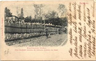 Sarajevo, Mohammedanischer Friedhof. J. Studnicka & Co. / Mohammedan cemetery (EK)