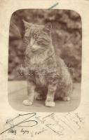 1918 Cat. photo (EK)
