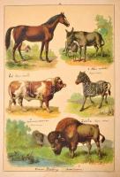 Vángel Jenő]: Állatok képes természetrajza. Az ifjuság számára.
Bp. [1902]. Athenaeum. 2 sztl. lev....